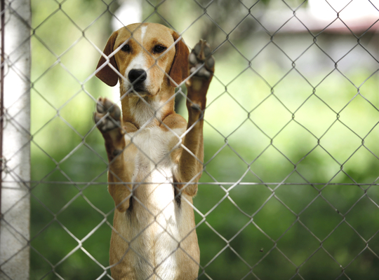 Voor het eerst financiële steun aan dierenasielen Voor het eerst financiële steun aan dierenasielen